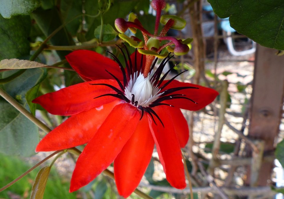 La passiflore : la plante anti-stress par excellence