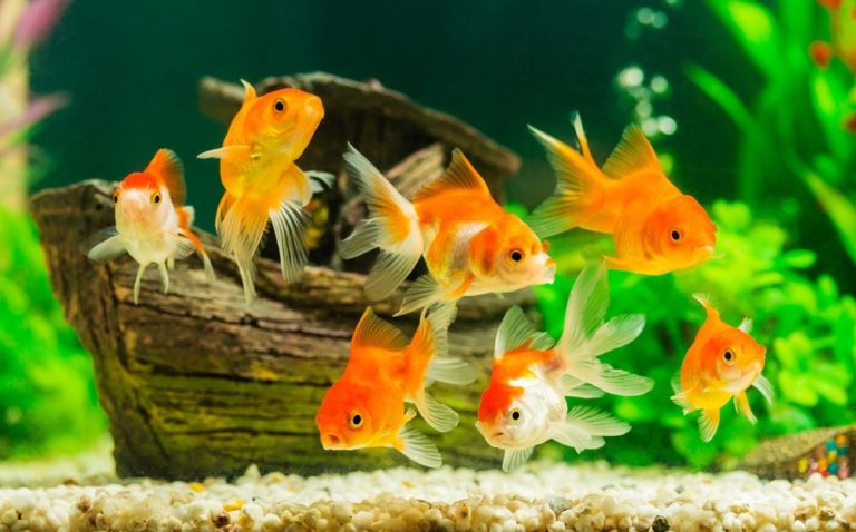 [Étude] L’aquarium : quels effets sur le stress ?