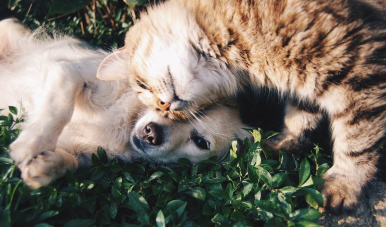 Les avantages de poséder les animaux de compagnie !