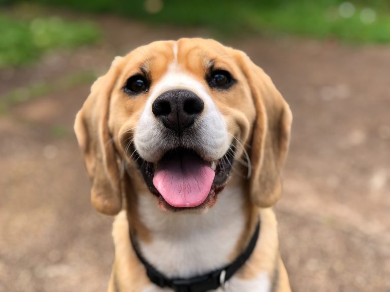 Comment les chiens peuvent aider avec la dépression