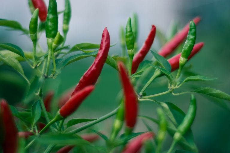 10 avantages étonnants pour la santé de manger des piments forts