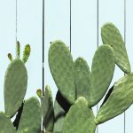 cactus-cacti-desert-plant-1200×628-facebook