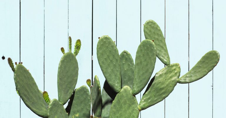 L’eau de cactus est-elle bonne pour vous ?