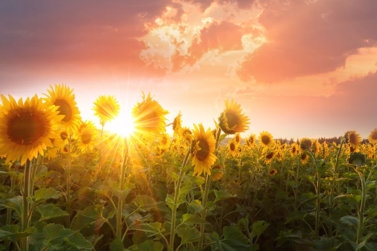5 façons dont le soleil a un impact sur votre santé mentale et physique
