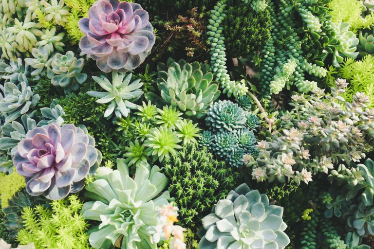 Comment prendre soin des succulentes (et ne pas les tuer): 9 conseils d’entretien des plantes