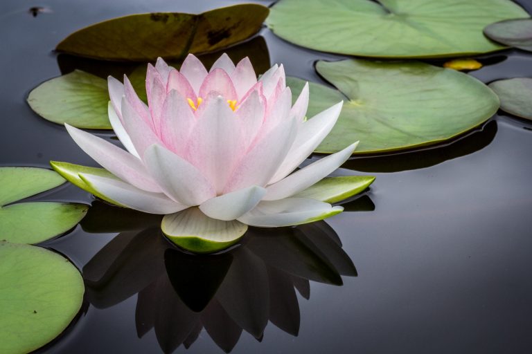 5 bienfaits uniques du lotus pour la santé