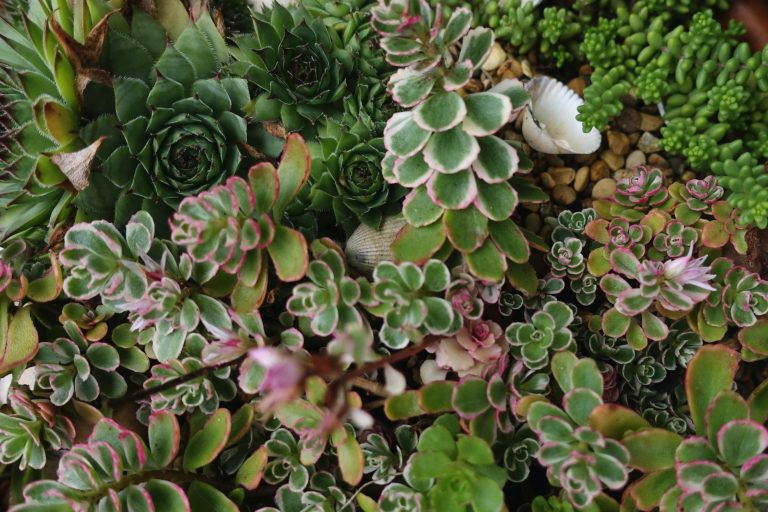 6 CONSEILS INCONTOURNABLES POUR LES DÉBUTANTS SUCCULENTS