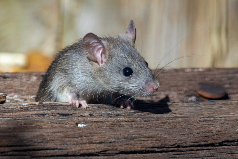 4 sons qui pourraient signifier que vous avez des souris dans votre maison