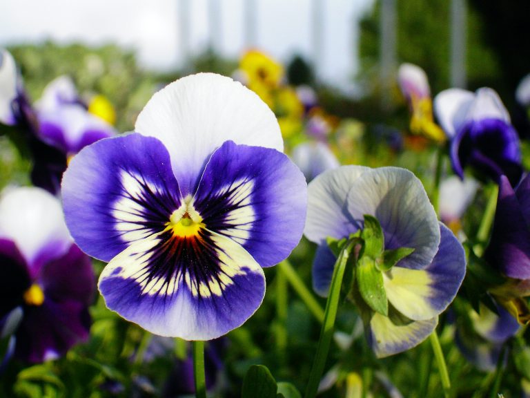 11 fleurs comestibles avec des avantages potentiels pour la santé