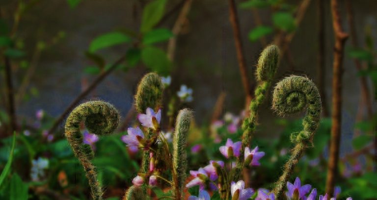 8 légumes uniques et sains