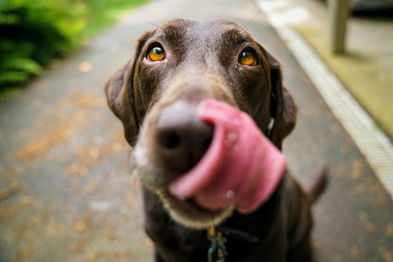 Les 10 races de chiens les plus chères au monde