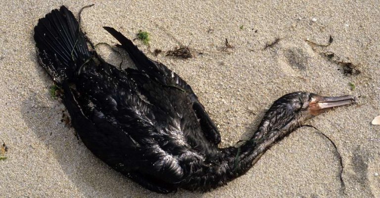 Pérou: un parc zoologique de Lima s’efforce de sauver les oiseaux de la marée noire