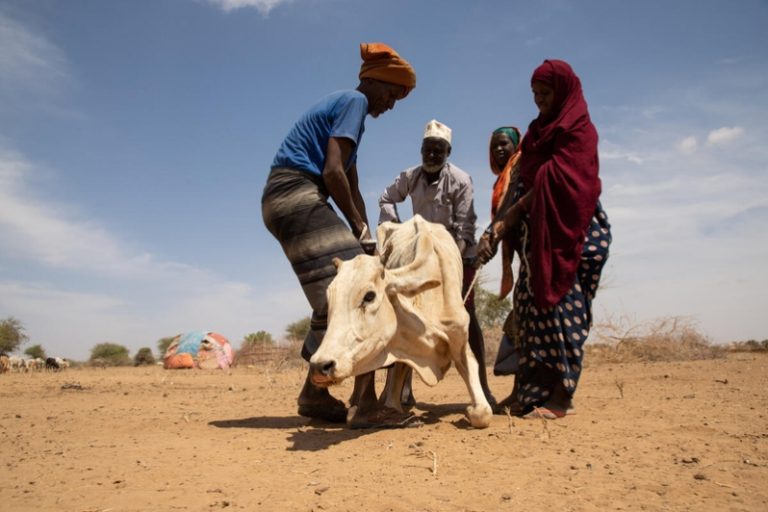 Une grave sécheresse menace 13 millions de personnes souffrant de la faim dans la Corne de l’Afrique