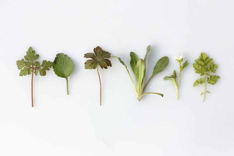 Création d’un herbier avec les enfants pour découvrir et respecter la nature