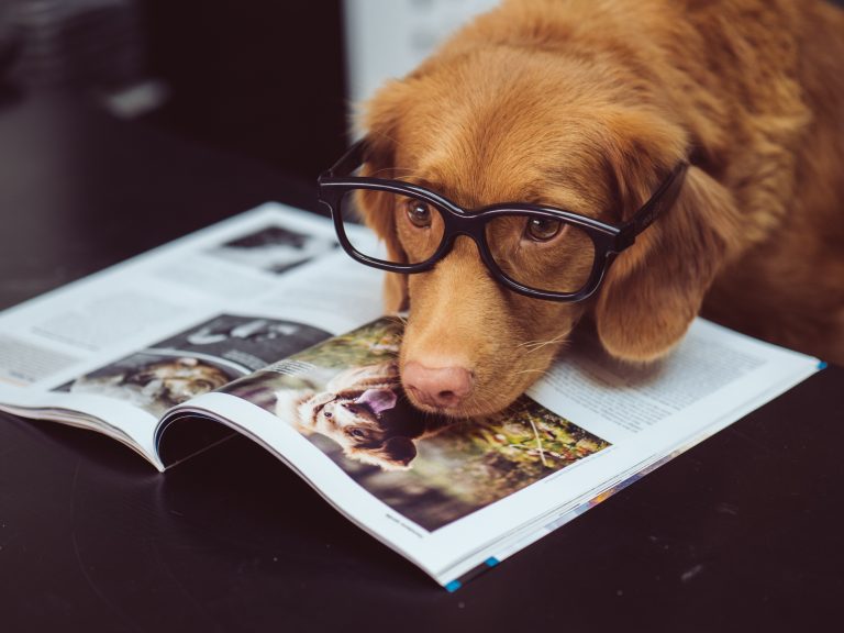 Les chiens remettent en question l’évolution du langage chez les humains