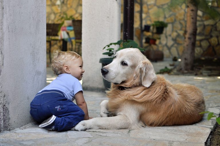 Enfants autistes : la relation avec un chien d’éveil transforme leur vie