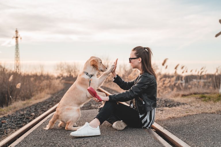 Une étude démontre que les chiens comprennent les émotions humaines