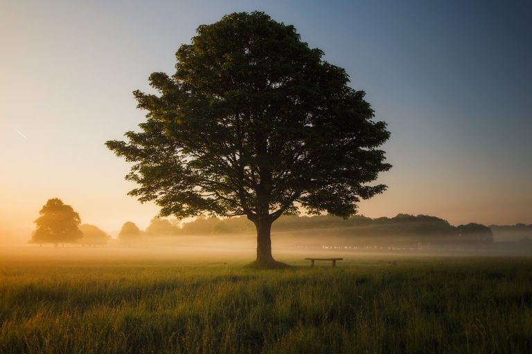 Dessiner son arbre de vie symbolique pour se réaliser pleinement