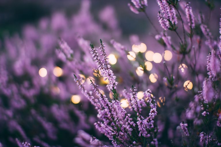 10 choses à savoir sur les cosmétiques vegan