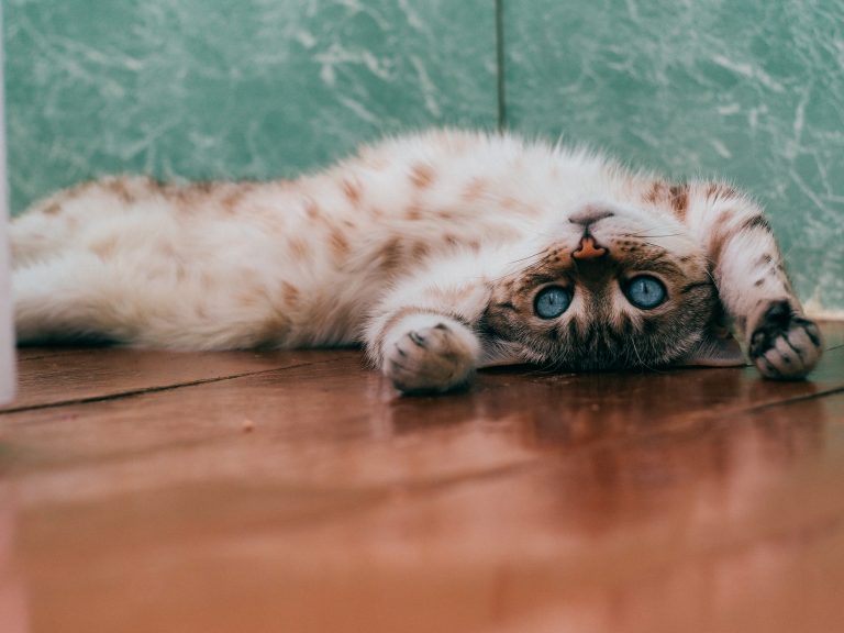 Les signes de bonne santé chez le chat