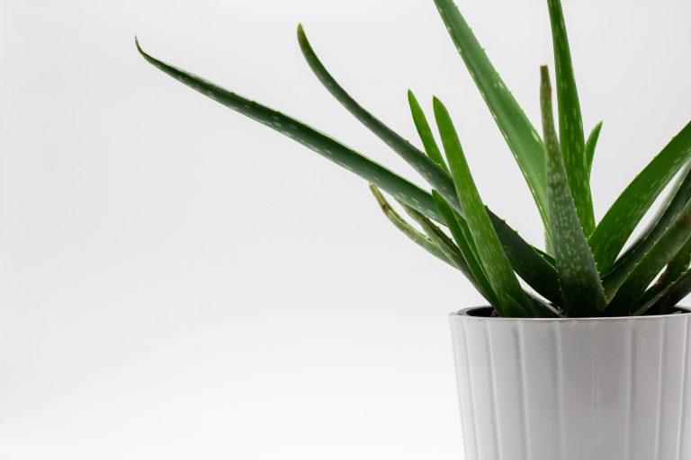 Aloe vera : 13 bienfaits, utilisations et conseils sur cette merveilleuse plante !