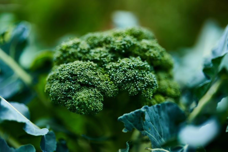 11 bonnes raisons de manger du brocoli