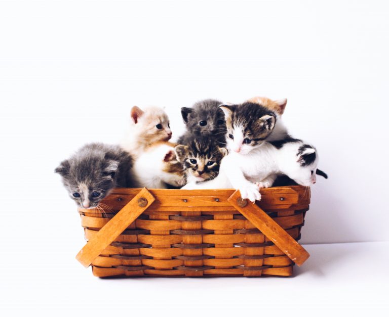 Mieux connaître les bienfaits du chat sur l’homme