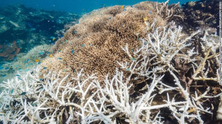 La Grande Barrière de Corail subit un sixième événement de blanchiment de masse avec 91% des récifs étudiés touchés