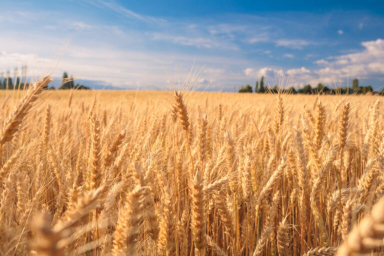 Les États-Unis et l’Europe se précipitent pour améliorer les chaînes d’approvisionnement alimentaire après que l’Inde a interdit les exportations de blé