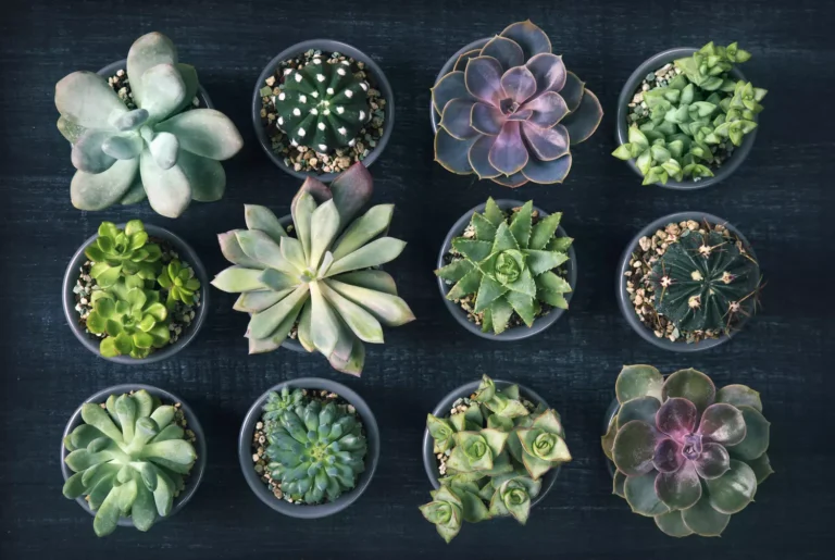 Comment prendre soin des plantes succulentes