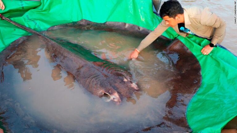 Le plus gros poisson d’eau douce du monde, une raie de 660 livres, pêché au Cambodge