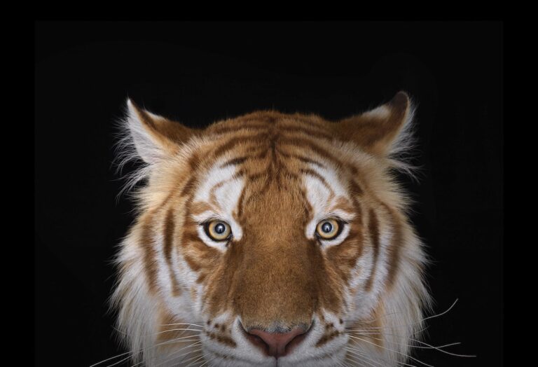 Un photographe capture des portraits saisissants en studio pour montrer un côté digne des animaux sauvages