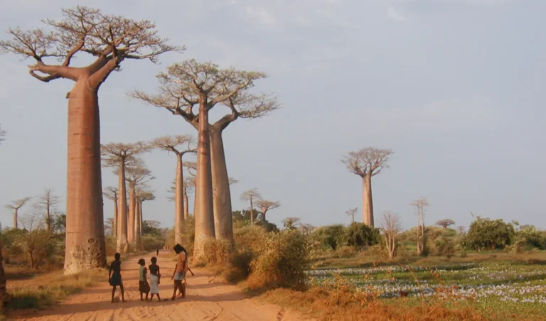 9 arbres les plus rares trouvés dans le monde