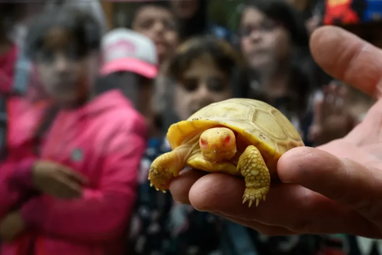 Un bébé tortue géant albinos rare et jamais vu auparavant fait ses débuts au zoo de Suisse