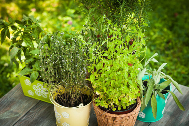 5 secrets de jardinage d’herbes aromatiques que seuls les pros connaissent