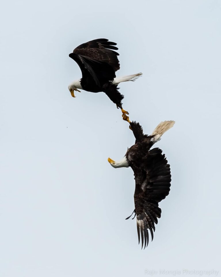 Un photographe capture une photo étonnante de deux aigles verrouillant leurs serres dans les airs