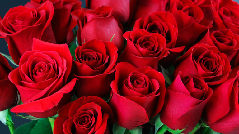 9 roses les plus rares du monde entier