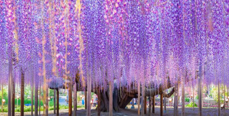 Découvrez comment les glycines font du printemps le moment le plus magique au Japon