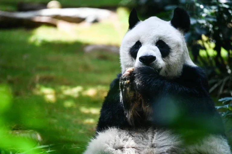 An An, le plus vieux panda mâle du monde en captivité, meurt à 35 ans An An, le plus vieux panda mâle du monde en captivité, meurt à 35 ans