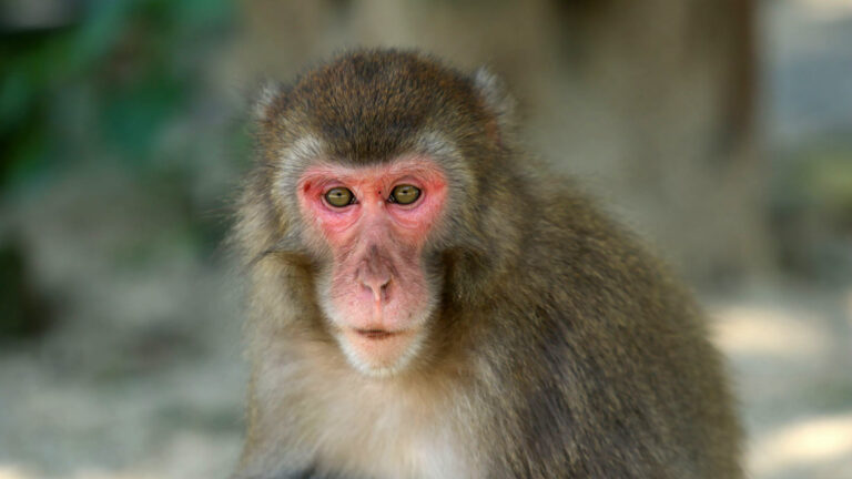 Une ville japonaise alarmée par des singes essayant d&rsquo;arracher des bébés, griffant de la chair