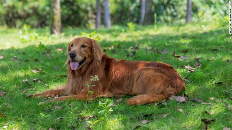 Comment garder votre chien et vos autres animaux de compagnie au frais pendant la chaleur
