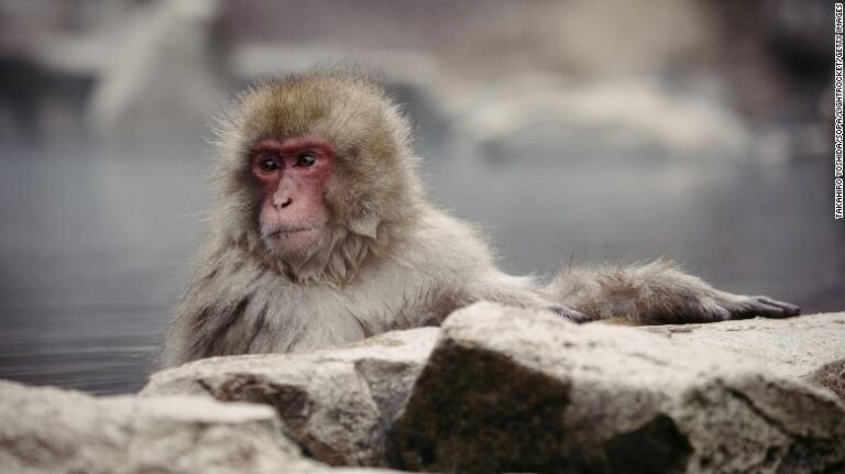 La ville japonaise pensait avoir un singe sauvage voyou. Alors que les attaques augmentent, maintenant ils craignent qu&rsquo;il y en ait plus d&rsquo;un