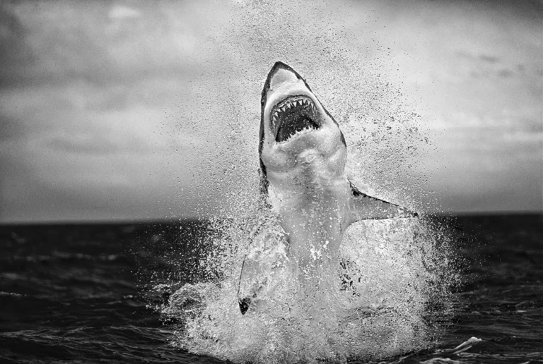 De superbes photos capturent des grands requins blancs sautant haut dans les airs