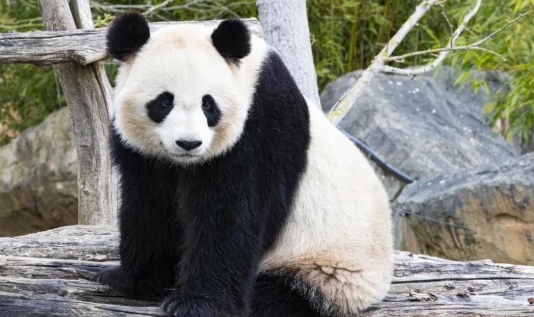 Les pandas ont développé leur caractéristique la plus déconcertante il y a au moins 6 millions d&rsquo;années