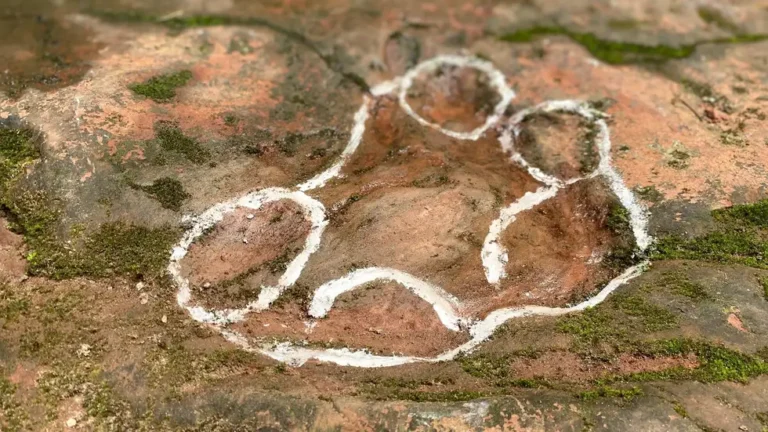 Un client découvre des empreintes vieilles de 100 millions d&rsquo;années appartenant à la plus grande espèce de dinosaure au monde dans un restaurant en Chine !