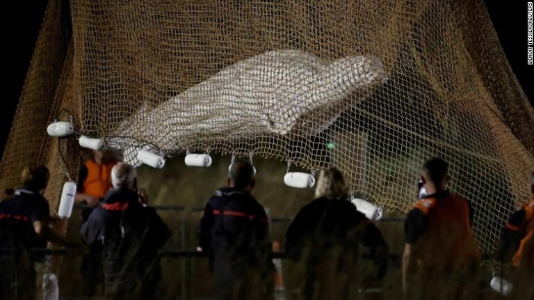 Un béluga sauvé de la Seine euthanasié en transit, selon les autorités françaises