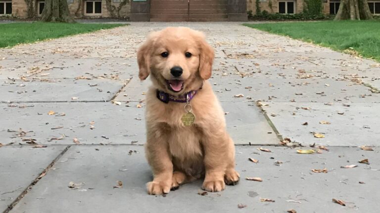 Les yeux des chiens se remplissent de larmes de joie lorsqu’ils retrouvent leurs maîtres