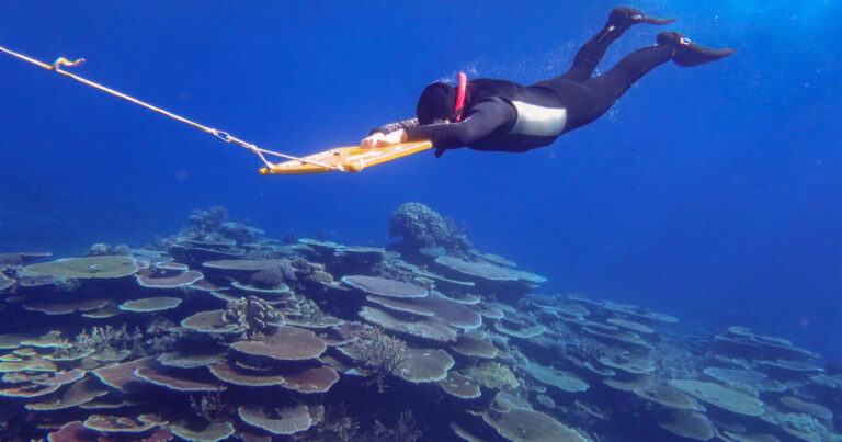 Certaines parties de la Grande Barrière de Corail présentent la couverture corallienne la plus élevée observée en 36 ans, selon un rapport