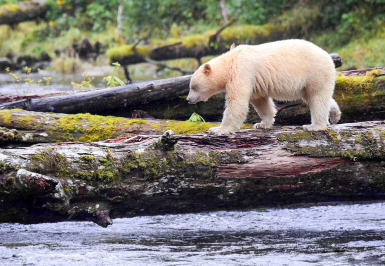 Un photographe obtient un rare aperçu des Spirit Bears de la Colombie-Britannique