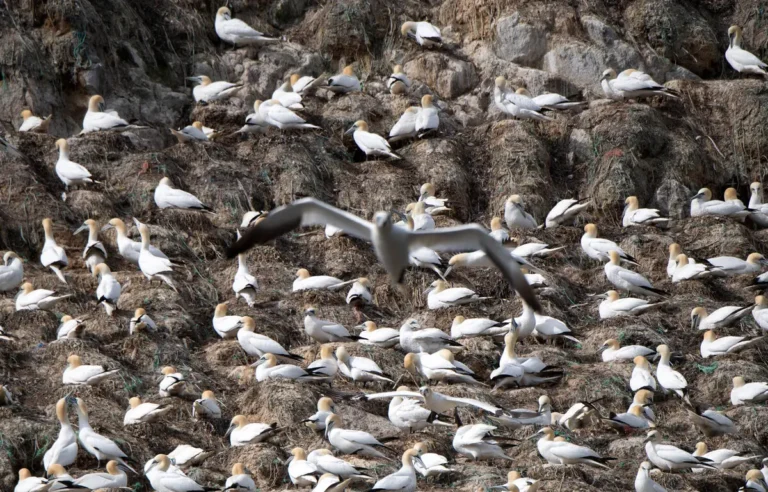 Des dizaines d&rsquo;oiseaux marins retrouvés morts sur les plages du Calvados